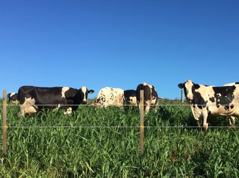 Gado no pasto com cerca elétrica em primeiro plano