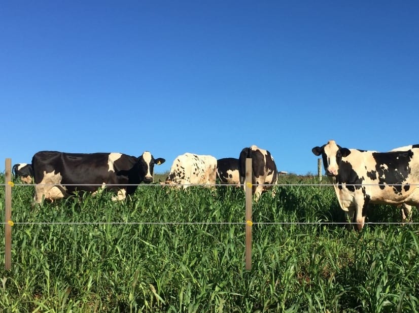 Gado no pasto com cerca elétrica em primeiro plano