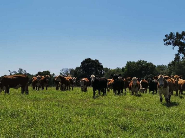 Gado no pasto para ilustrar blog sobre eletrificador de cerca rural