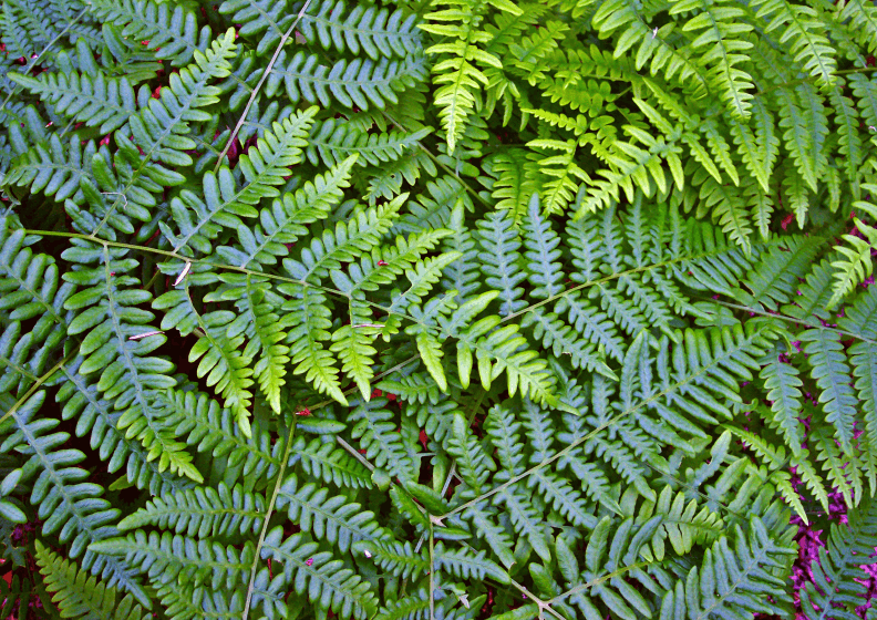 Bovinos - principais plantas tóxicas causadoras de mortes no